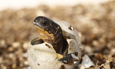 Donor's Matching Gift Supports the Blanding's Turtle