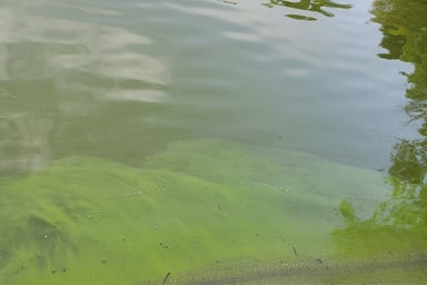 Managing Harmful Algae Blooms