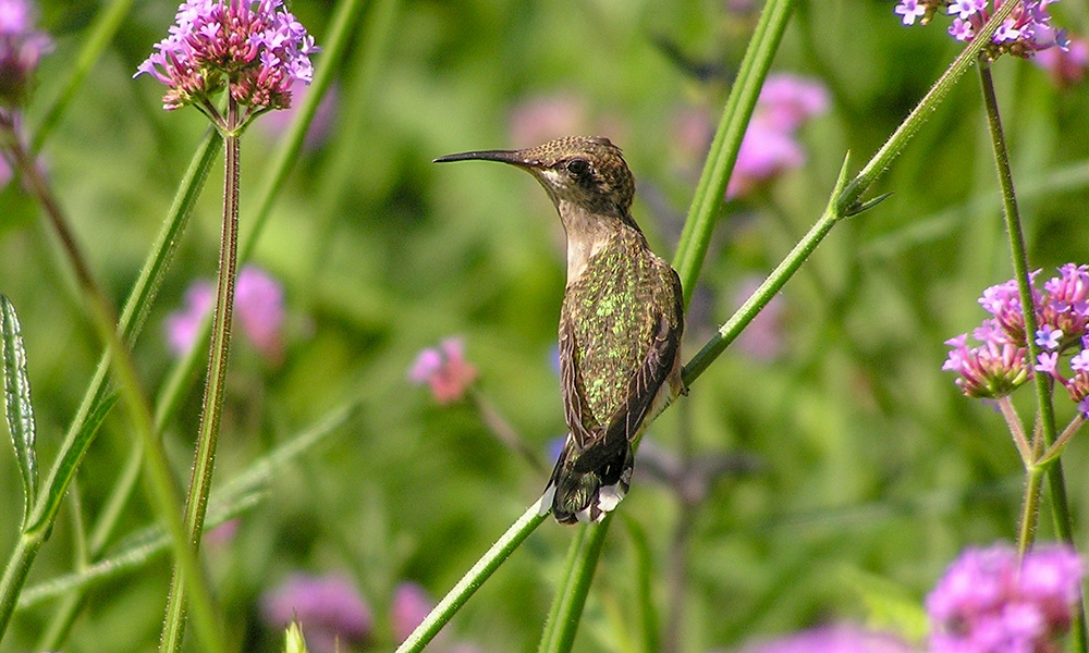 The Return of Hummingbirds