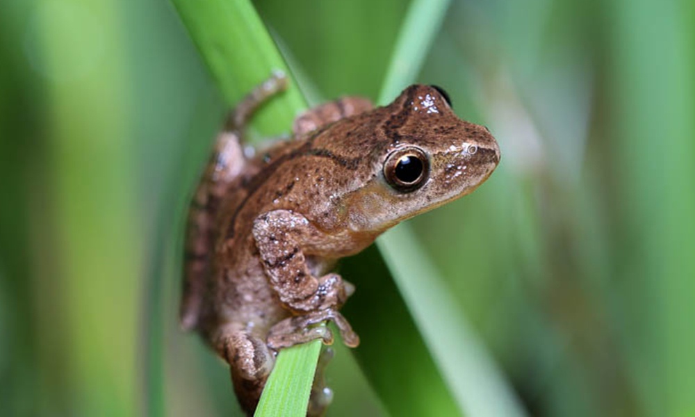 Wildlife Myths: Can Frogs Give You Warts?