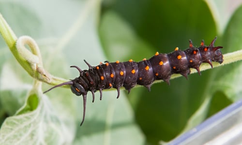 pipevine-swallowtail-caterpillar