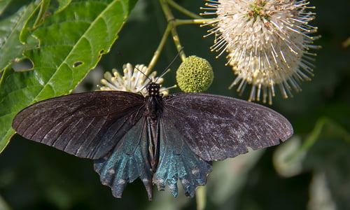 pipevine-swallowtail-dh