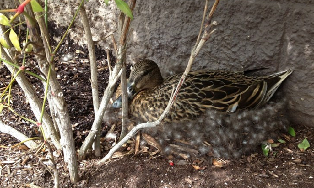 mallard duck nests