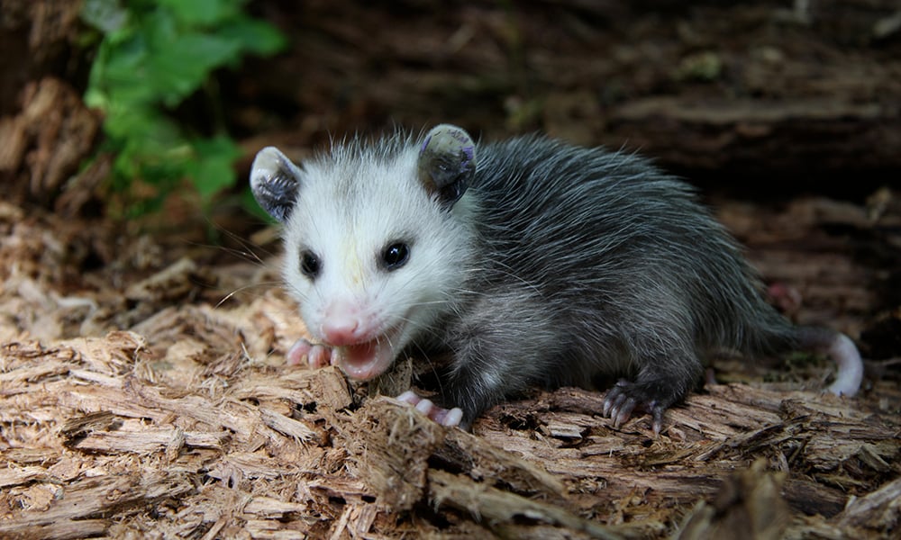 Show Some Loving for Opossums