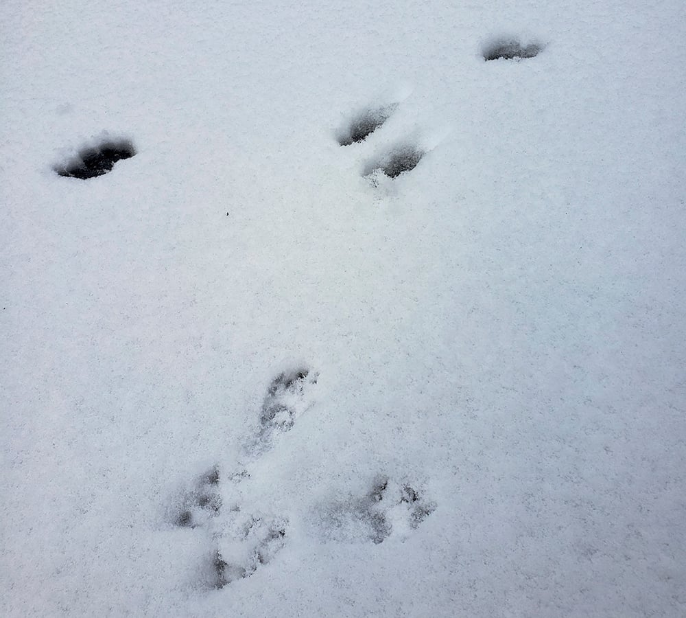 Squirrel-and-rabbit-tracks