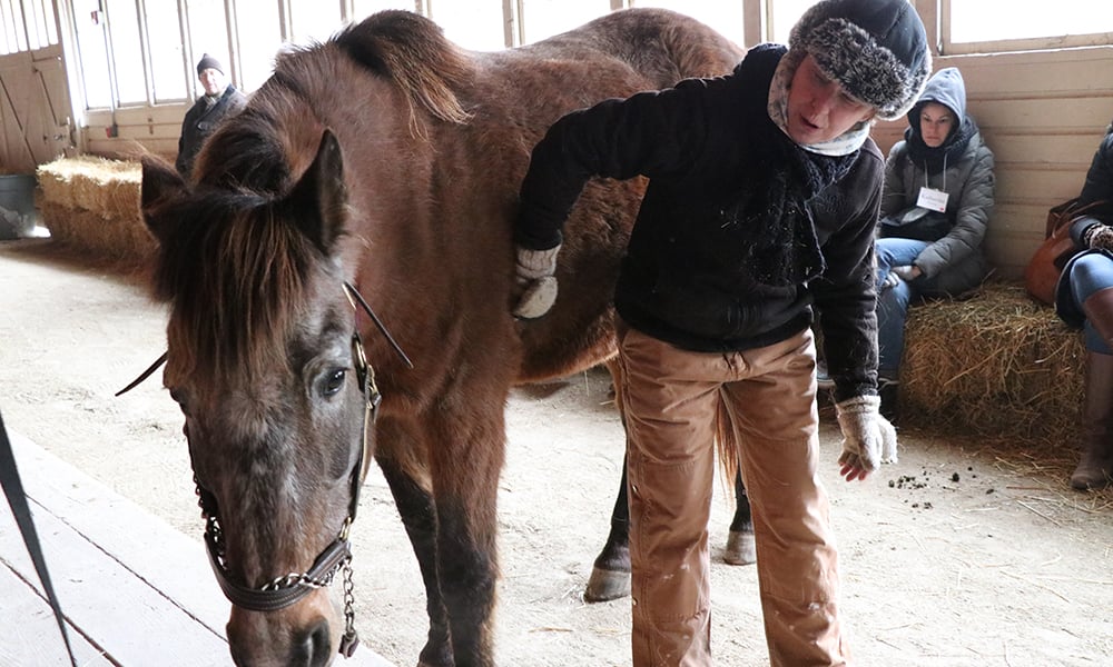 danada-equestrian-center-volunteer-sheila-rutledge-grooms-horse