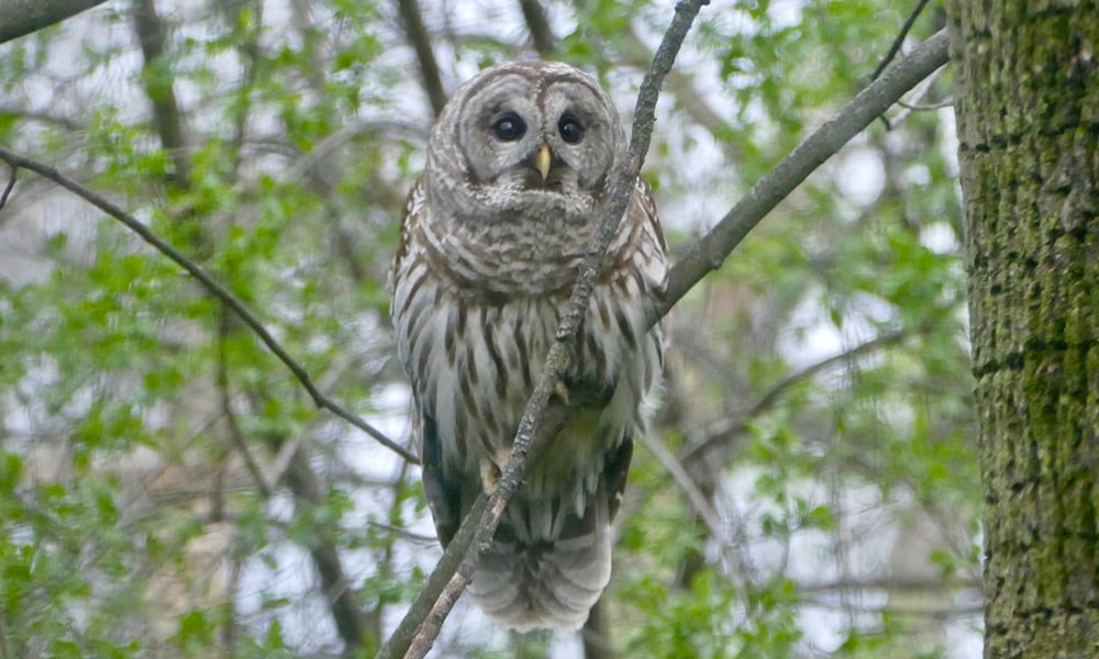 owl-Chuck-Lincoln
