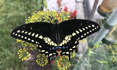 black-swallowtail-dill-dean