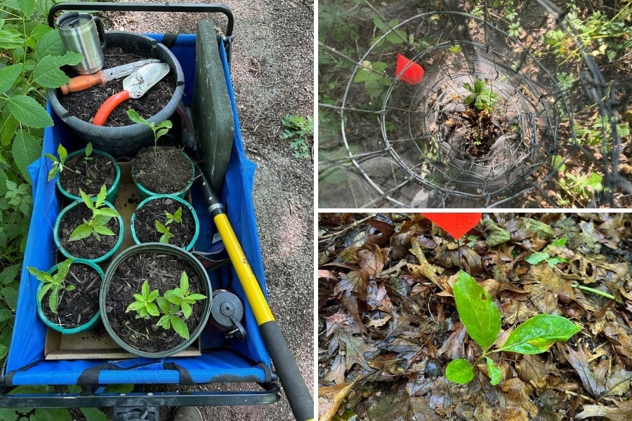 poke-milkweed-plants-cage-growth-900-600