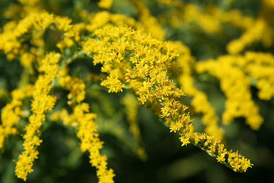 goldenrod_900x600x150