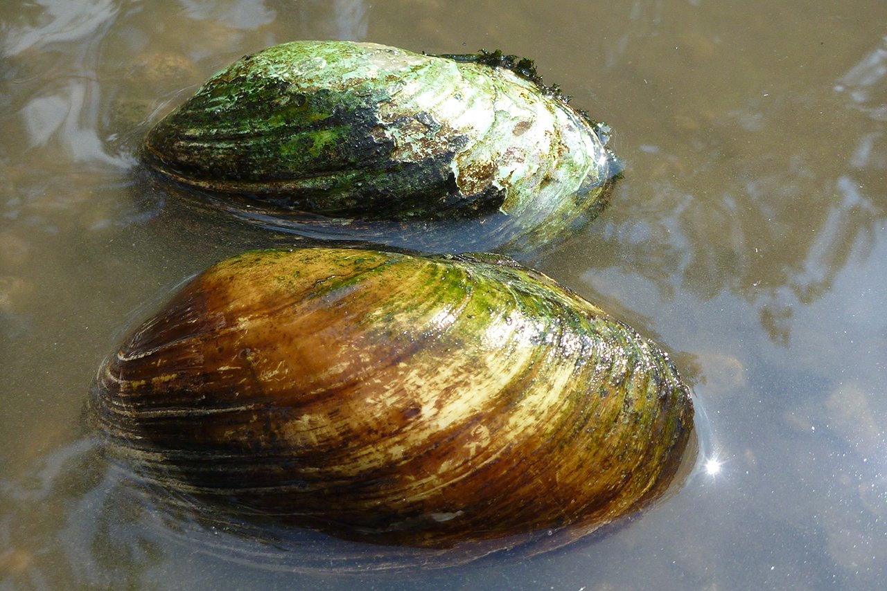 aquatic-illinois-mussels-stream-feature