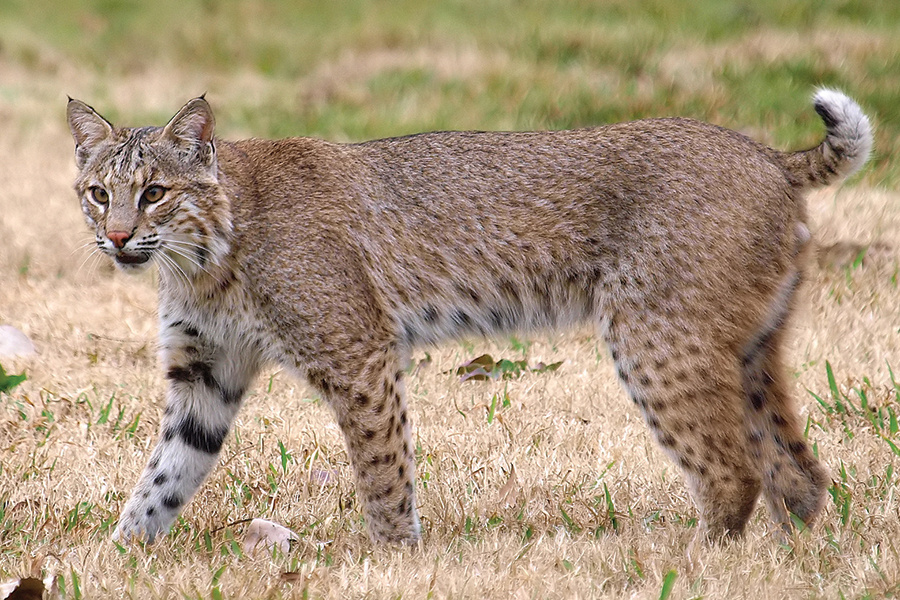 bobcat-KalaMurphyKing