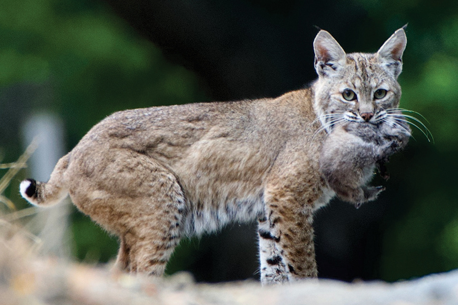 bobcat