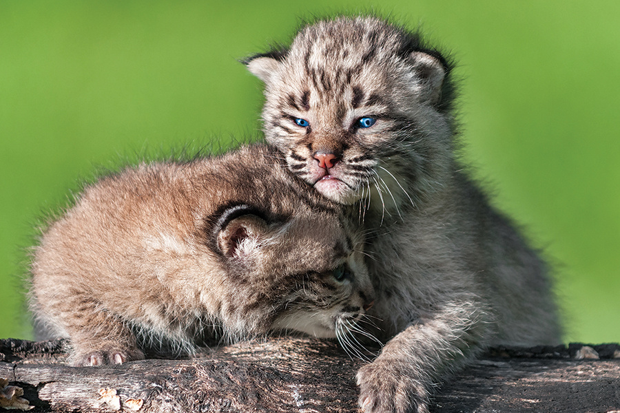 bobcats-hkucheraadobestock