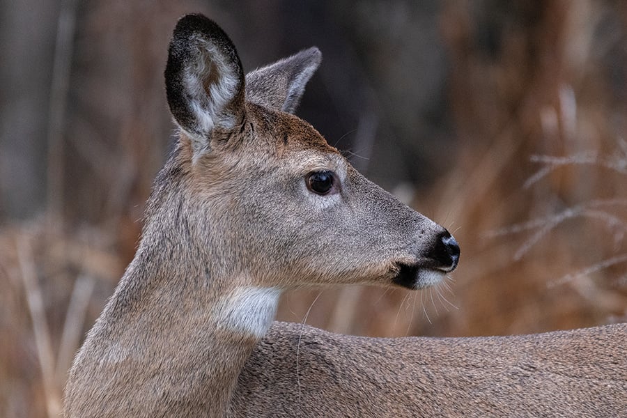 white-tailed-deer