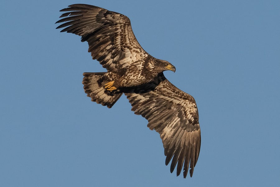 bald-eagle-Christopher-stockadobe