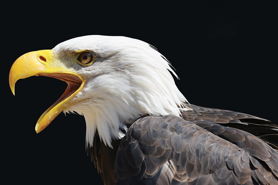 bald-eagle-black-vencav-stockadobe