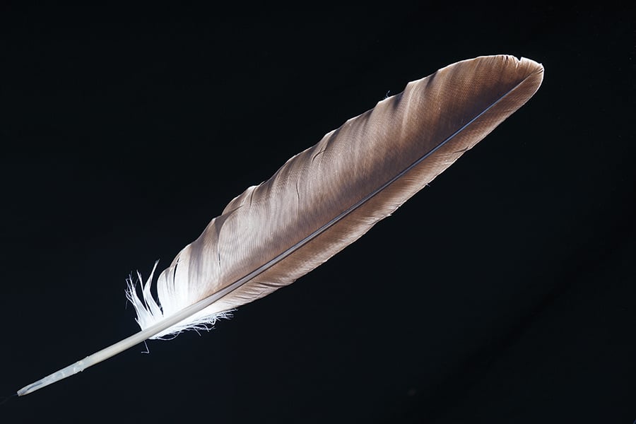 bald-eagle-feather-Stefan-stockadobe