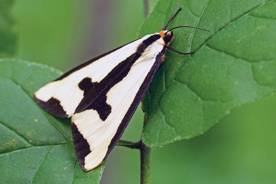 clymeme-moth-crgillette