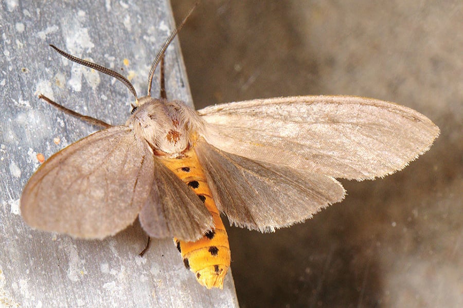 milkweed-tussock-moth-nolieschneider