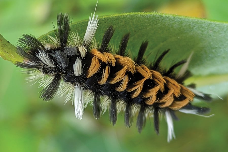 milkweed-tussock-moth-temporarium