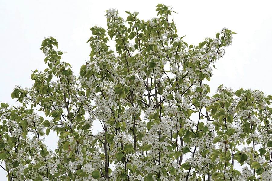 bradford-pear-SteveMayo