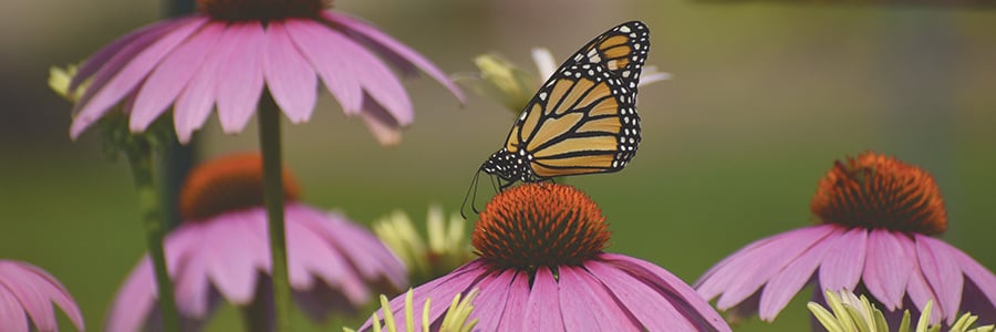 coneflower-monarch-AdobeStock-Michele