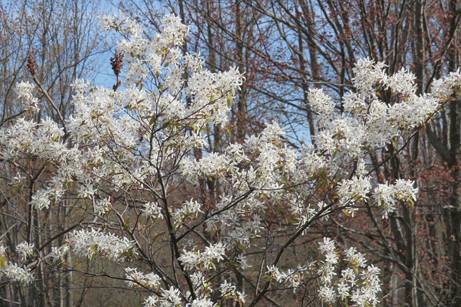 downy-serviceberry-OwenClarkin