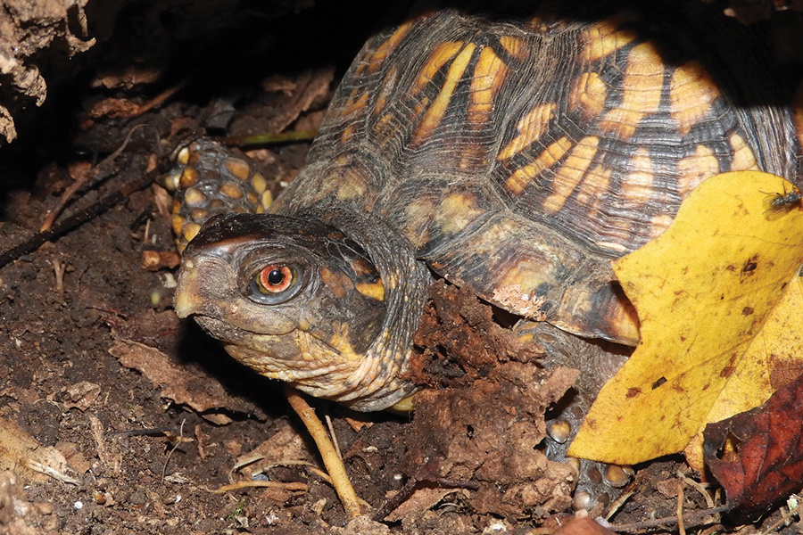 eastern-box-turtle-GrayCatanzaro