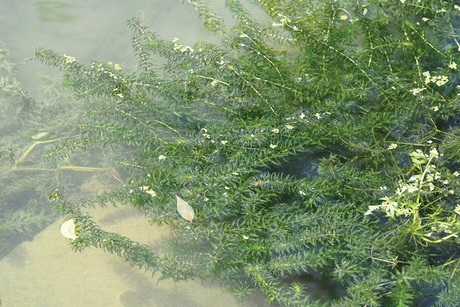 hydrilla