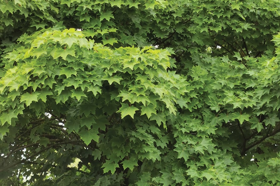 norway-maple-JulioGrubenthal