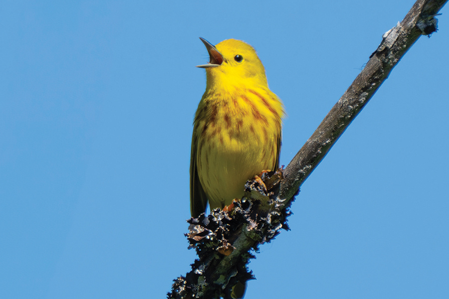 yellow-warbler-AdobeStock-JeffHuth