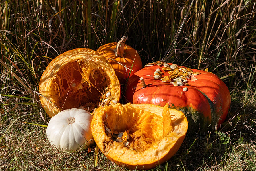 dumped-pumpkins-900x600x150