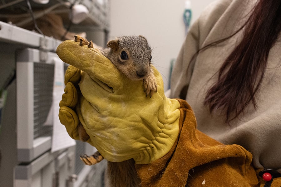 squirrel-patient-900x600x150