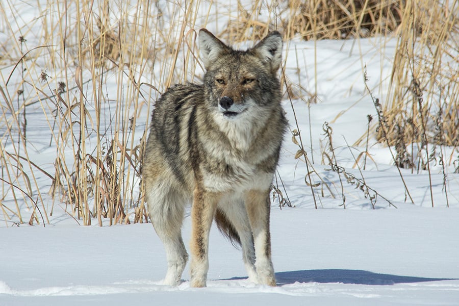 coyote-winter-900x600x150