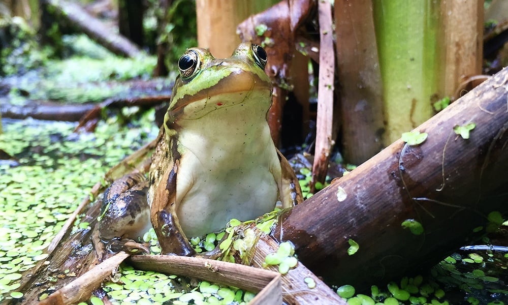 Places To Go Forest Preserves Pratt S Wayne Woods