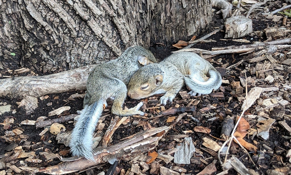 baby tree squirrel
