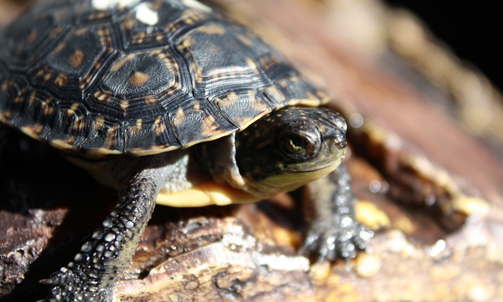 Plants & Wildlife-Restoring Habitat & Conserving Wildlife-Wildlife ...