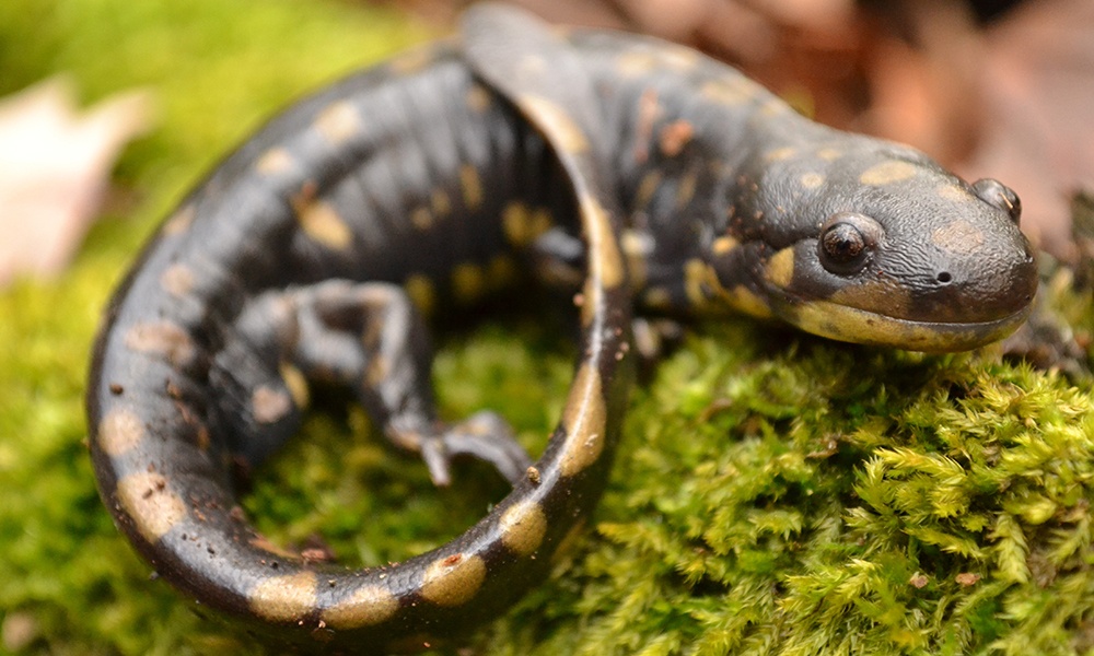 where can i find mudpuppies