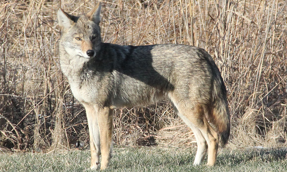 News News Releases Coyote Sightings 2021