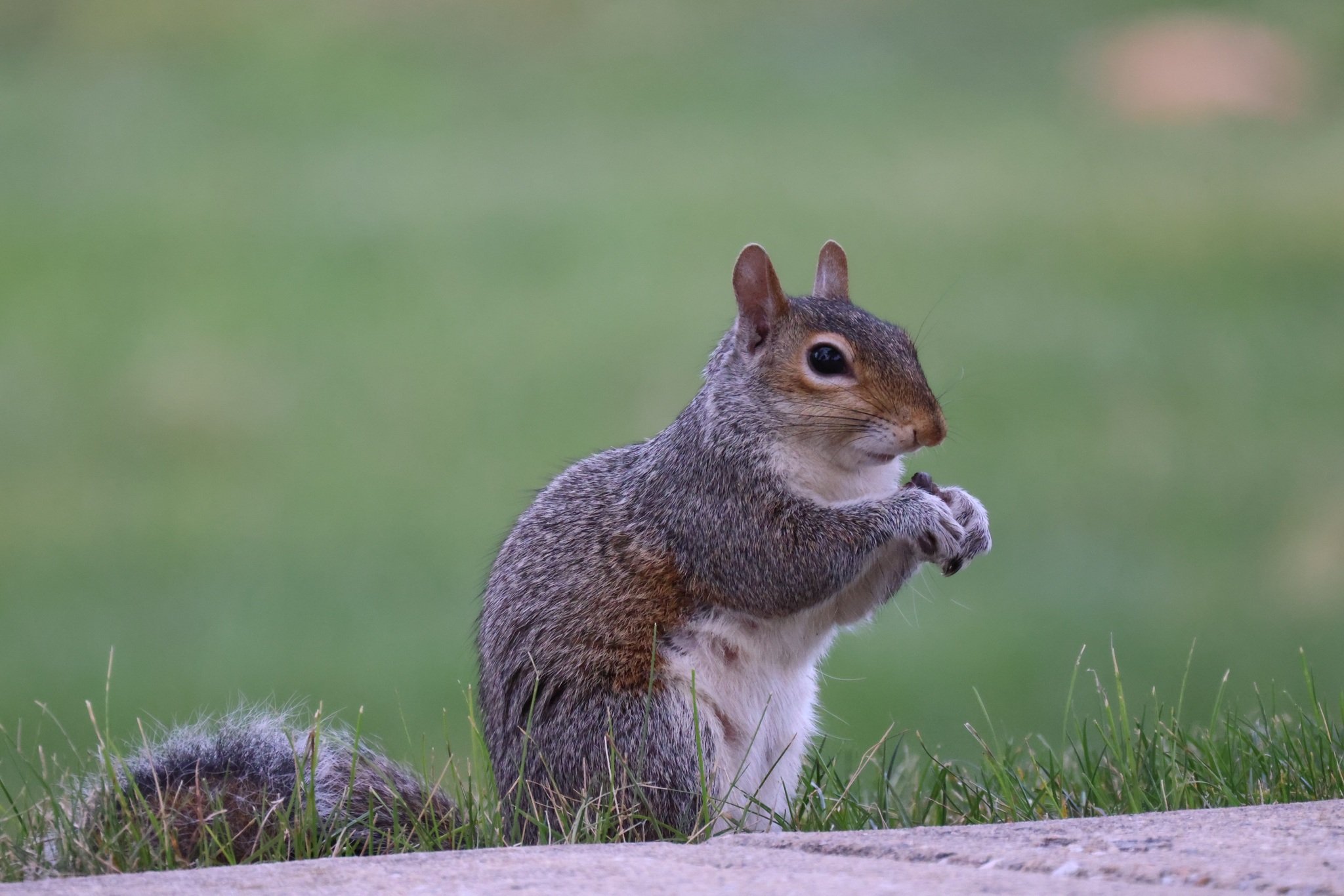 Squirrel Bait - What is the Best Bait to Catch Squirrels?